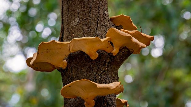 Wild Fungi On Tree Trunk