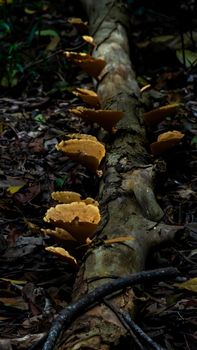 Wild Fungi On Tree Trunk