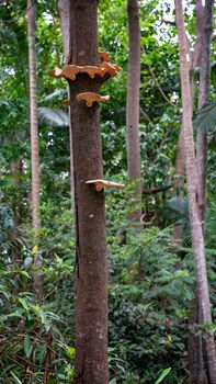 Fungi Growing On A Tree Trunk