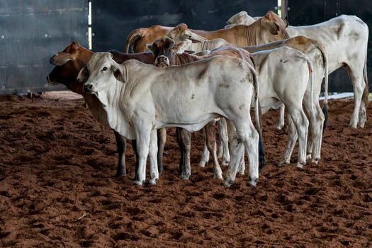 Herd Of Calves In Rodeo Arena