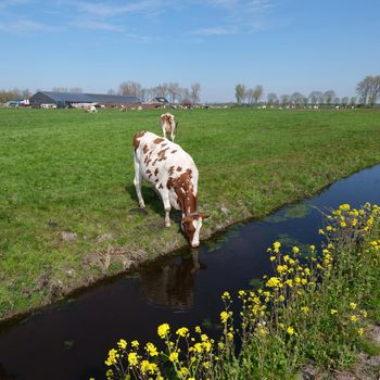 spotted cows and yellow spring flowers in meadow between utrecht and gouda in holland