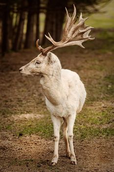 Portrait of white fallow deer