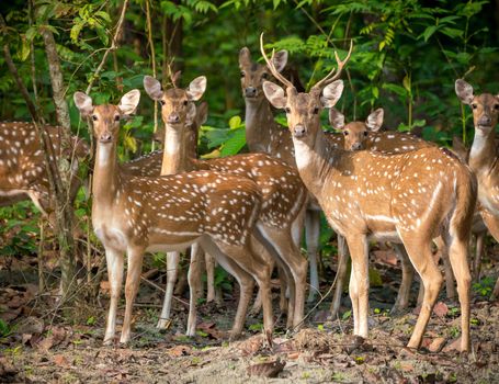 Sika or spotted deers herd in the jungle