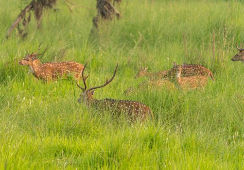 Sika or spotted deers herd in the elephant grass