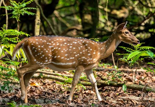spotted or sika deer in the jungle