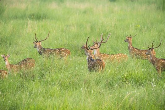 Sika or spotted deers herd in the elephant grass