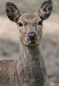 Dappled deer close-up portrait captured in the wild