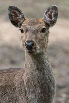 Dappled deer close-up portrait captured in the wild