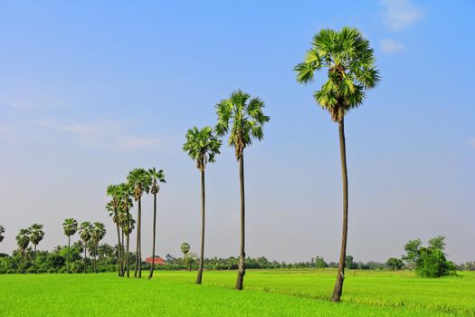 Rice fields, sugar palm.