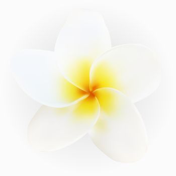 Isolated colorful naturalistic white plumeria with shadow. Vector Illustration
