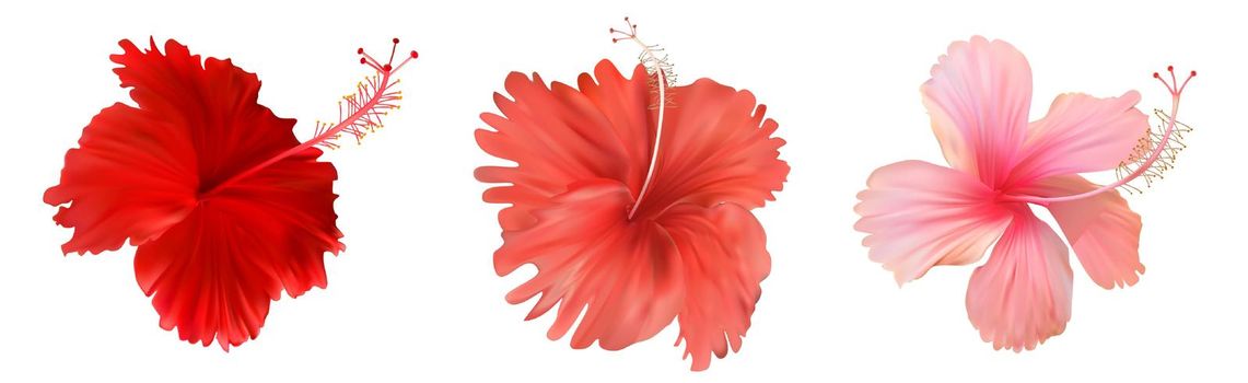 Pink hibiscus flower isolated on white background. Vector illustration