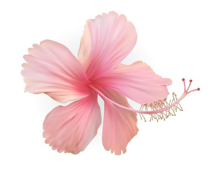 Naturalistic beautiful pink blooming hibiscus flower. Vector Illustration