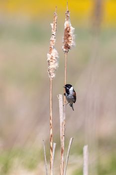 Common reed bunting female on the branch