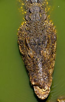 Crocodile or alligator close-up portrait Shallow DOF