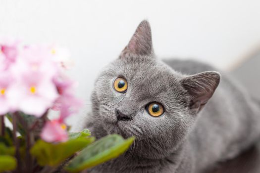 Cat and home flower in a pot . Article about animals and home flowers. Harm of home flowers for cats. Grey British cat