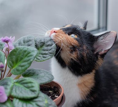 Cat and home flower in a pot . Article about animals and home flowers. Harm of ho me flowers for cats. Tricolor cat