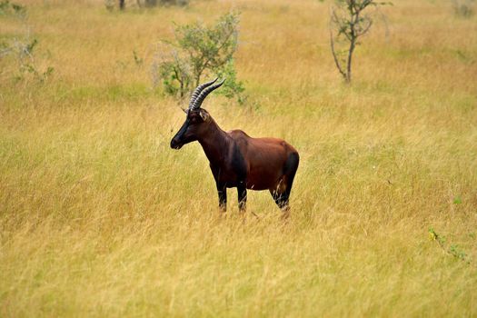 Ugandan Topi antelope in Queen Elizabeth NP, Ishasha, Uganda.