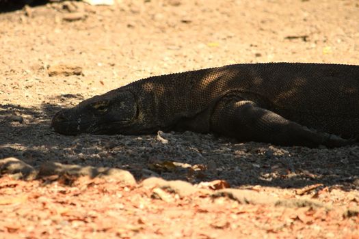 Closeup of a komodo dragon in Komodo National Park