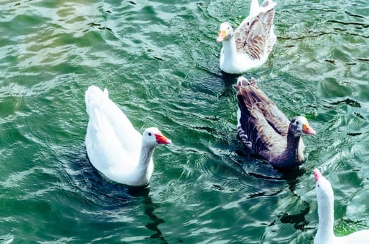 Cute ducks enjoying the summer on the lake