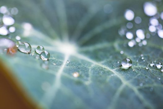 Environment, freshness and nature concept: Macro of big waterdrops on green leaf after rain. Beautiful leaf texture.