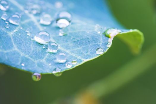 Environment, freshness and nature concept: Macro of big waterdrops on green leaf after rain. Beautiful leaf texture.