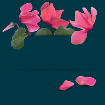 Realistic Natural Cyclamen Flower Background. Cyclamen background can be used for magazine, web, advertising. Vector Illustration