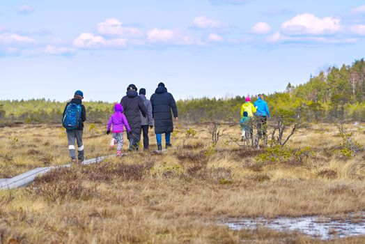 Group of young People walking along duckboards on bog. nature exploring. Friends hiking in the bog or swamp trail, boardwalk. Estonia