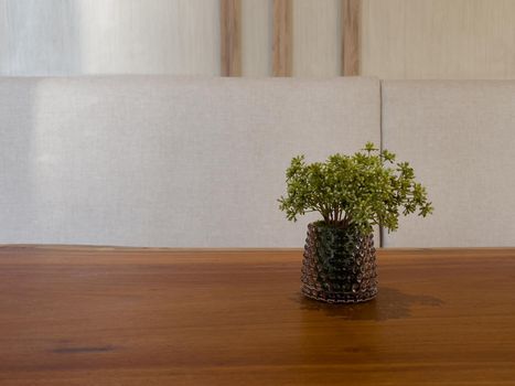 Table of free space with green plant, stock photo