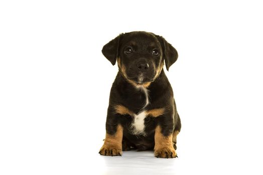 Jack Russel puppy isolated in white