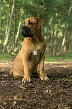 Young boerboel or South African Mastiff  seen from the front in a forrest setting