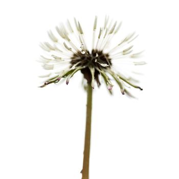 Seeds of a dandelion flower isolated in a white background with waterdrops