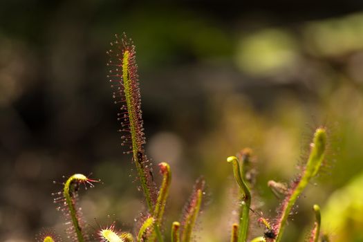 Close-up of a Cape sundew Drosera capensis a flesh eating carnivorous plant