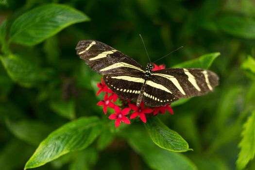 A black and yellow white Zebra Longwing Heliconian Heliconius charitonius butterfly close up on a red flower with green