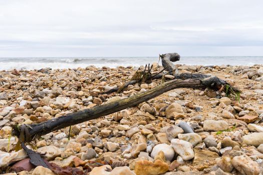 A piece of driftwood lying on a pebble beach in South England Devon Charmouth