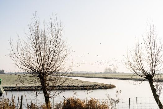 Dutch polder landscape on a cold winter morging with birds a canal and pollard willows