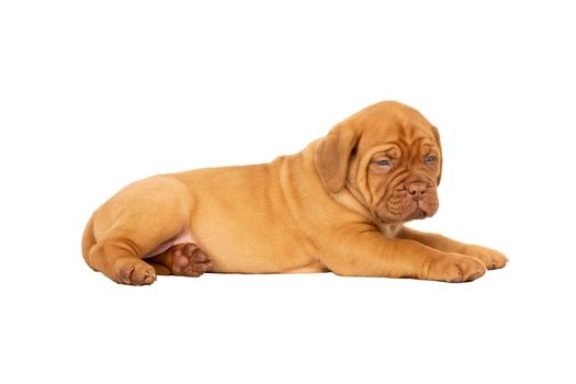 Cute puppy French breed dogue de Bordeaux isolated on a white background