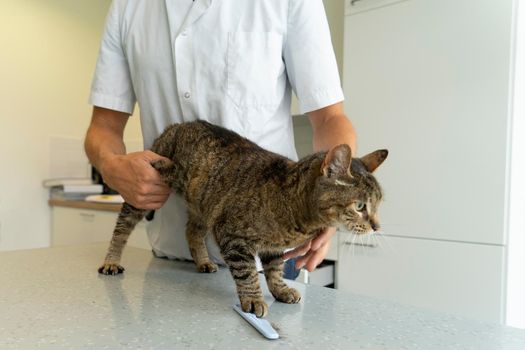 Tabby cat being examinated at her intestines and back by an unrecognizable veterinarian who holds her by her belly