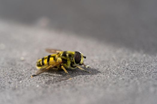 Close-up of a yellow and black hover fly sitting on a stone with selective focus