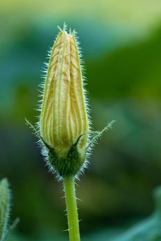 A Yellow zuchini or courgette flower close up with green bokeh background 
