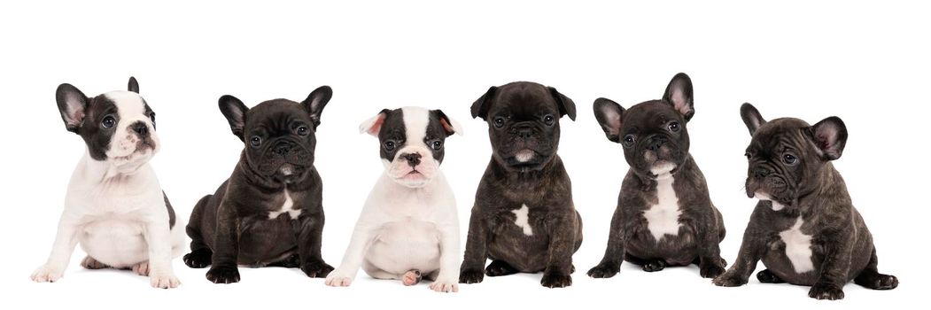 a Studio shot of a litter adorable French bulldog puppies sitting on isolated white background looking at the camera with copy space