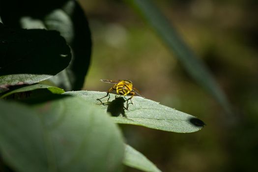 Close-up of a yellow and black hover fly sitting on a leaf with selective focus