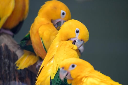 A group of cute pet parrots Sun Conure (Aratinga solstitialis) perched on the log