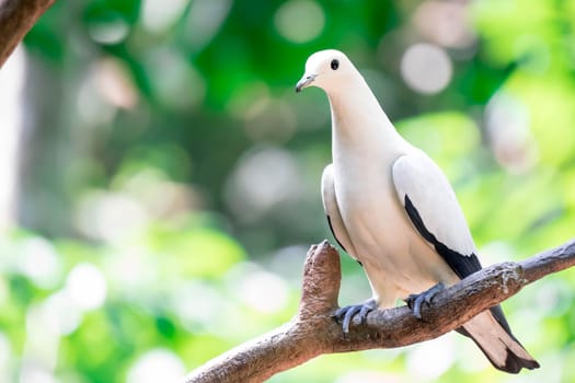 The Pied imperial pigeon (Ducula bicolor)stand on the branch. It is a relatively large, pied species of pigeon. It is found in forest, woodland, mangrove, plantations and scrub in Southeast Asia