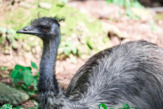 Emu bird Dromaius novaehollandiae. Close up shot of EMU bird. Emu is the second-largest living bird by height