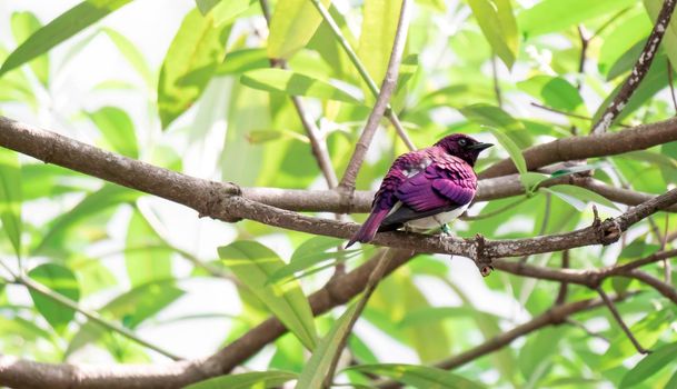 Violet-backed Starling Cinnyricinclus leucogaster, also known as Amethyst or Plum-coloured Starling