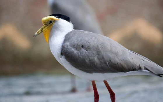 Masked lapwing (Vanellus miles), commonly known in Asia as derpy bird or durian faced bird