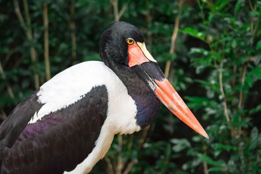 Closeup shot of a Saddle billed stork Ephippiorhynchus senegalensis on a zoo in Singapore