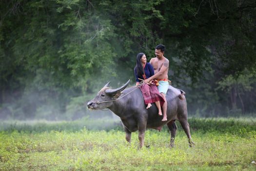 Couple farmer in farmer suit with buffalo, Thailand countryside