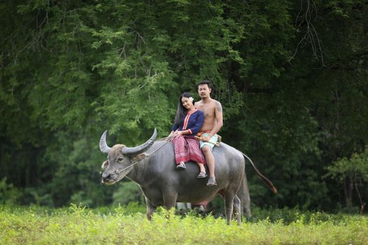 Couple farmer in farmer suit with buffalo, Thailand countryside
