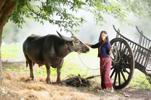 Beautiful Thai woman in traditional culture with buffalo